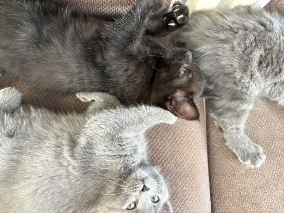 Отдам котят в добрые руки