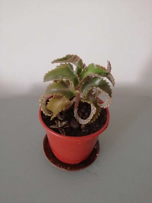 Барвинок пестролистный,  РЕО, папоротник , каланхое лечебный