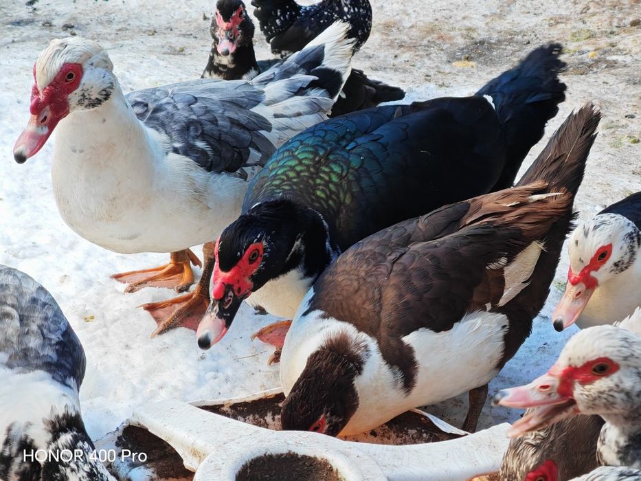 Disponibile oua de rata muta