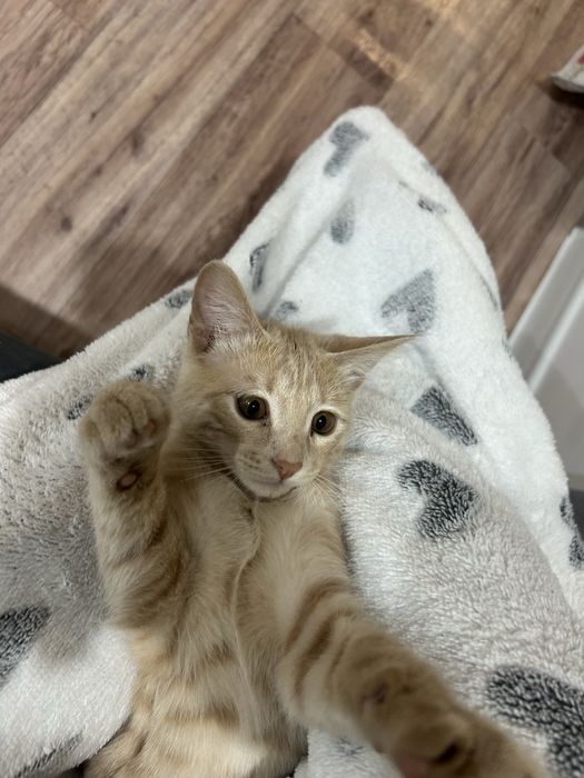 Еркек мысык сатылады