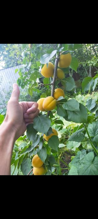 Саженцы абрикоса