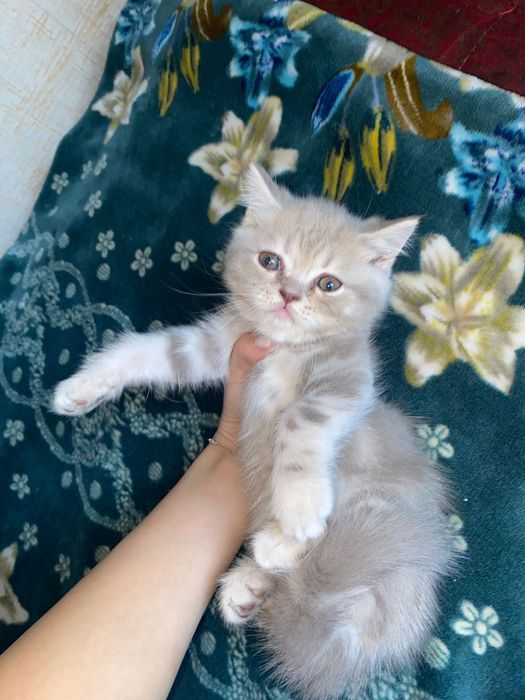 Котята вислоухие