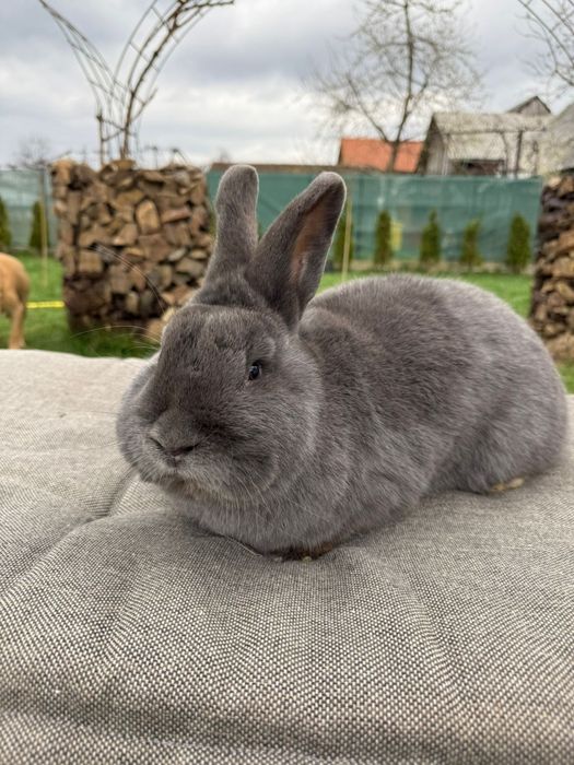 Iepuri albastru vienez