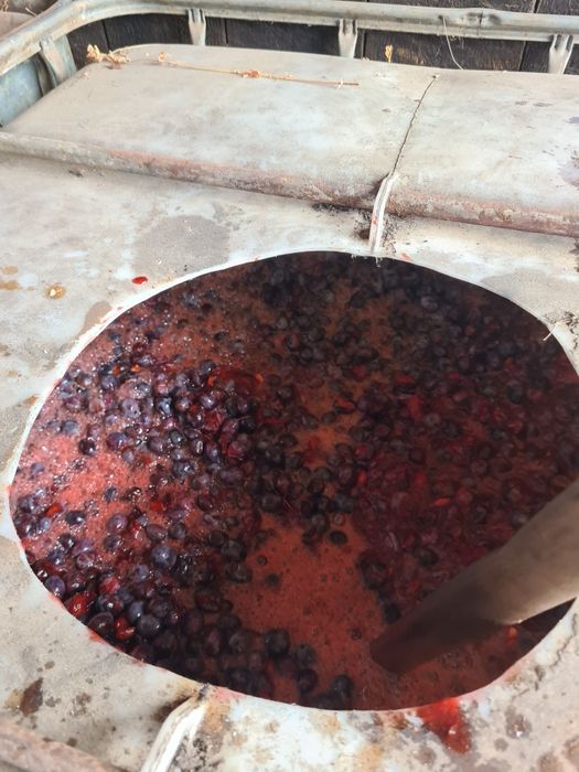 Prune pentru țuică