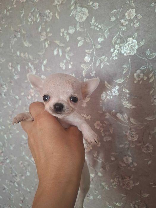 Щенки чихуахуа крошечки