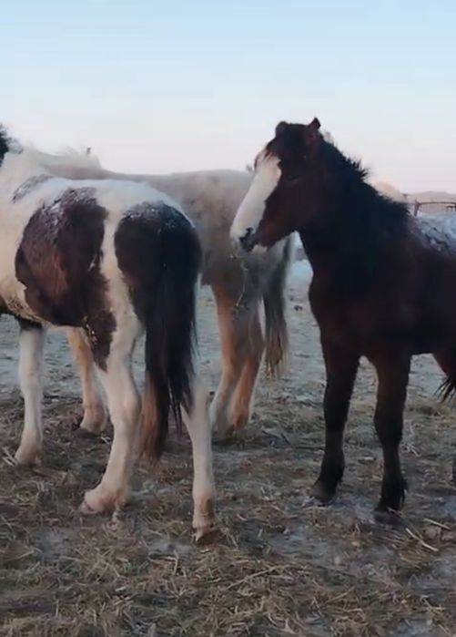 Оптом и в розницу на откорме  Биелер Тайлар