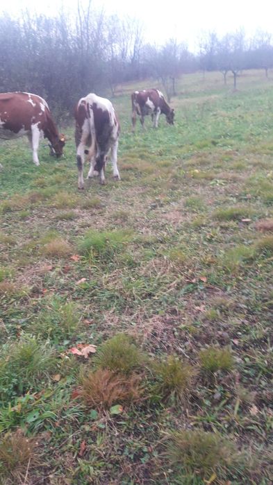 Vaci . Vand 2 din 5 pe ales RED HOLSTEIN