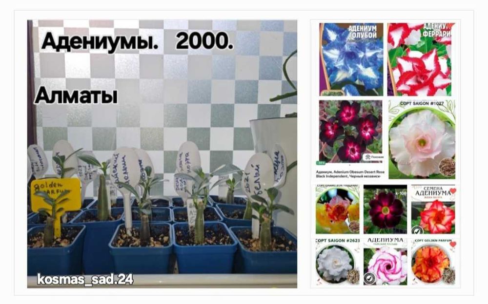 Адениумы, недорого.