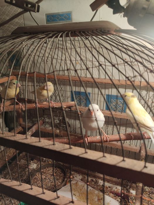 Продам канареек молодеж есть самцы и самки