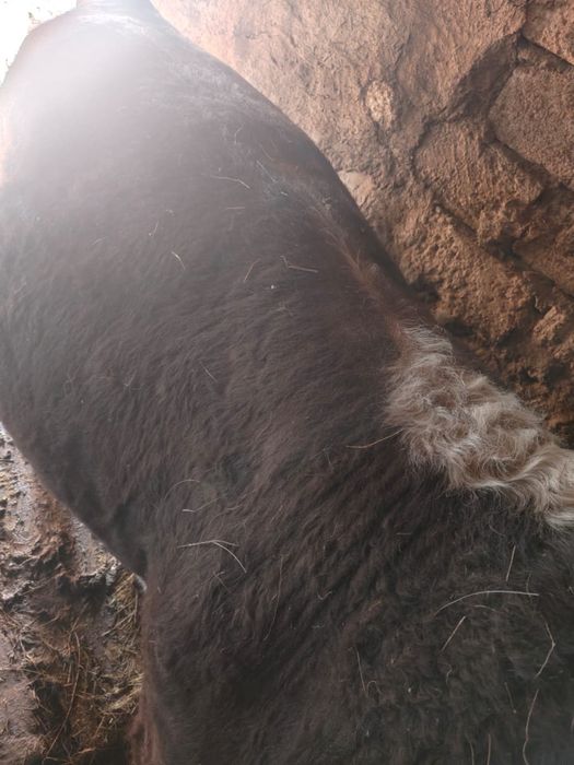 Ақ бас племенной документ бар 3 год