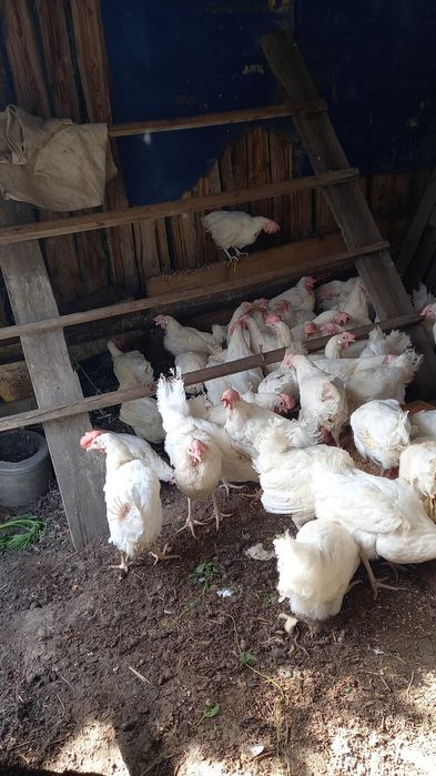 Продам кур ,белые несушки