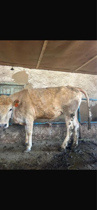 Коровы бычки на откорме