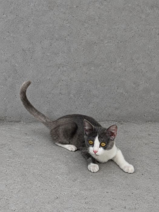 Котенок мальчик 3 месяца