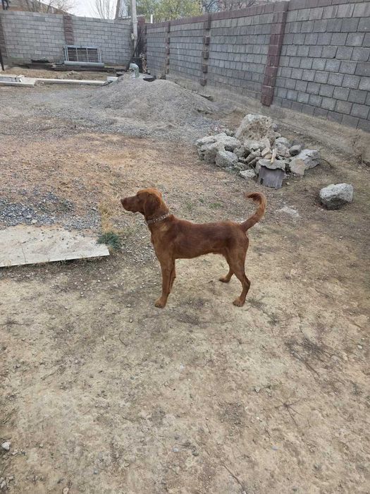 Вязка / жүптастыру