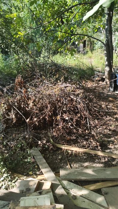 Дрова , балки , ветки бесплатно