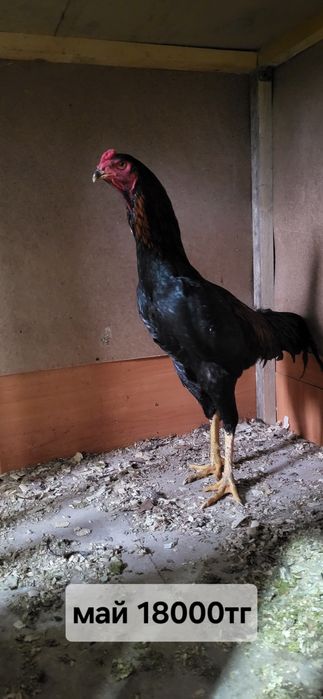 Продам даканов хороших кровей