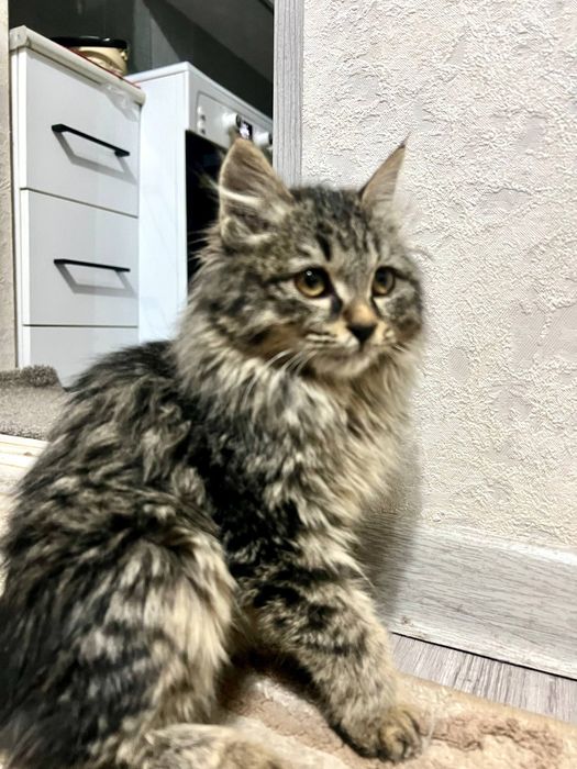 Mushuk hadyaga beriladi