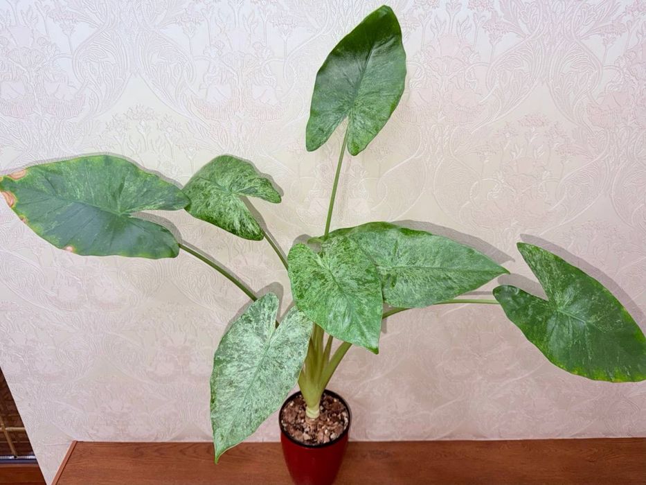 Алоказия, комнатные растения, комнатные цветы