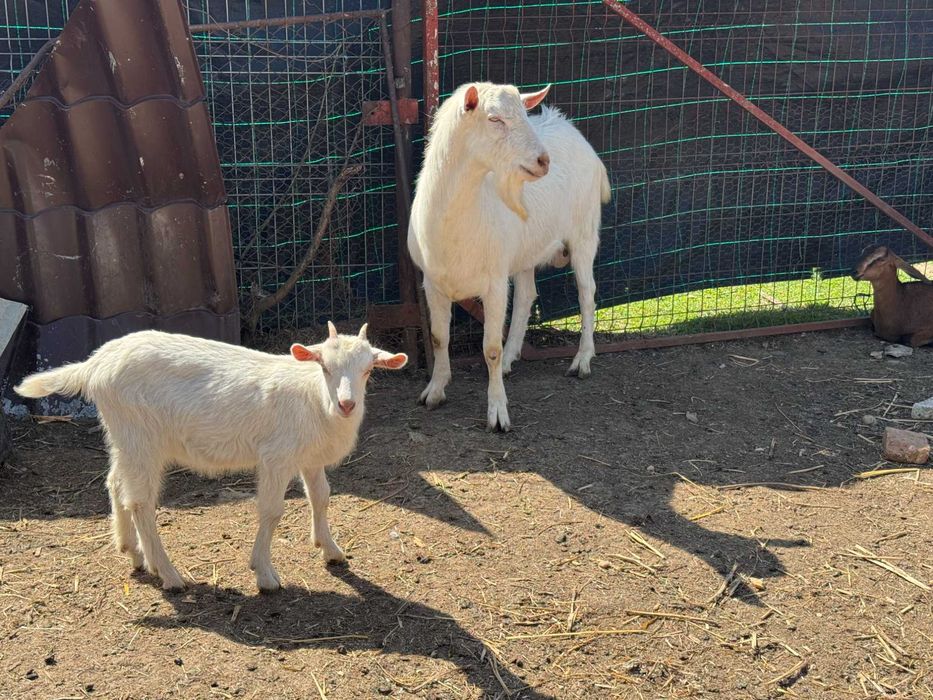 Vand  6 capre rasa Zane si un tap rasa Zane