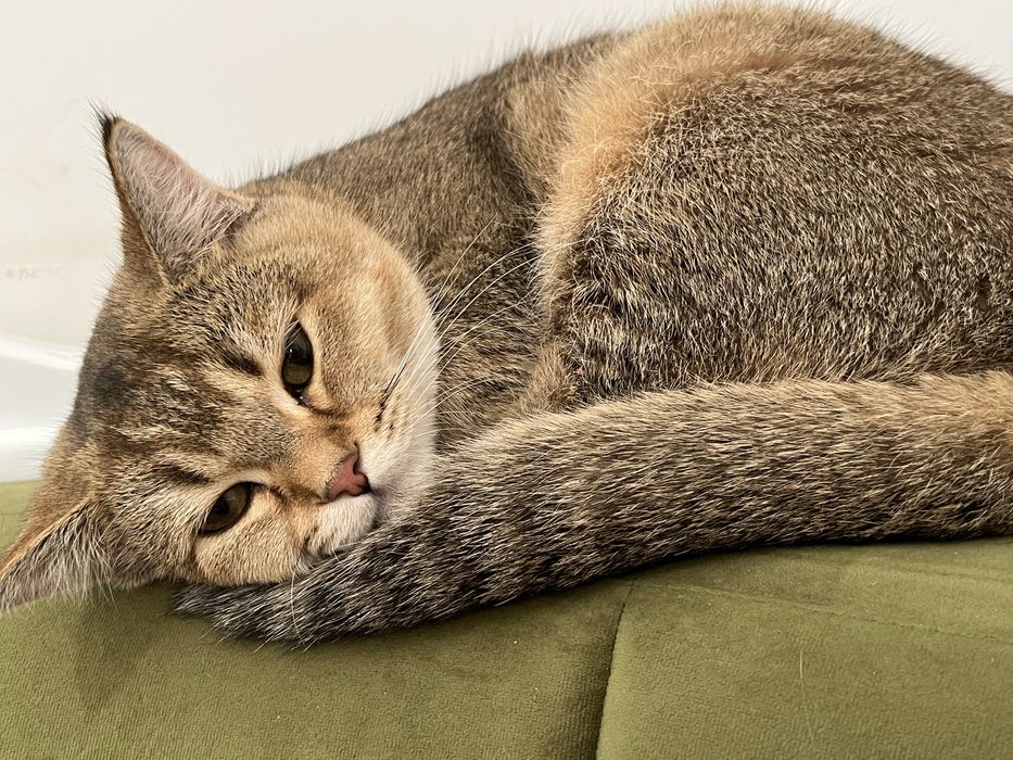 Кошка Золотая шиншилла девочка 1 год