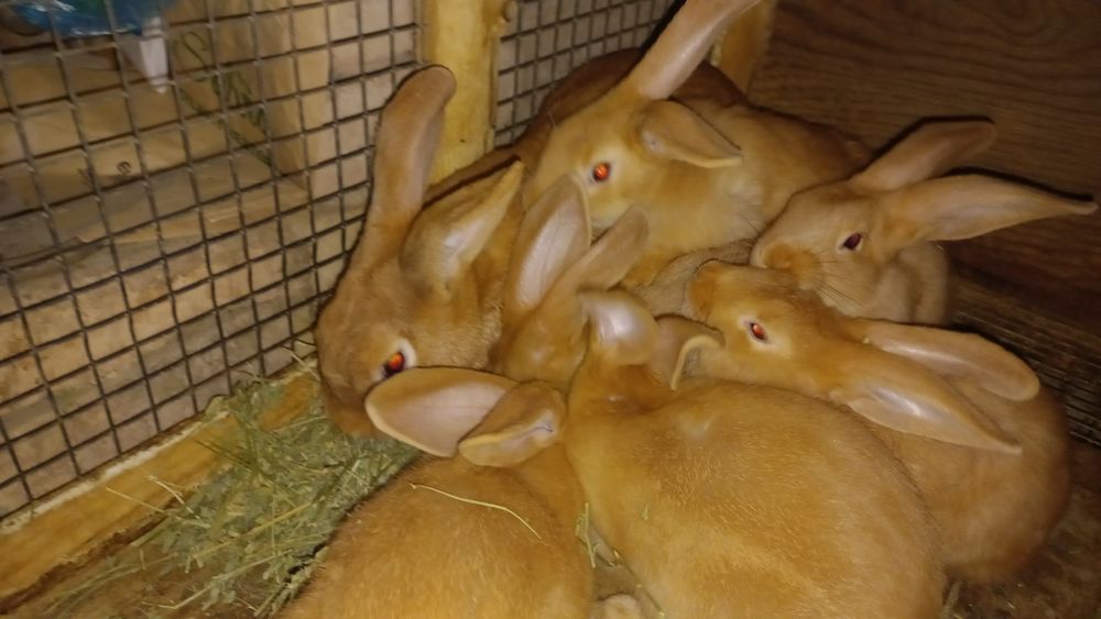 Бургун куёнчалари сотилади. Продаётся крольчата Бургундия.