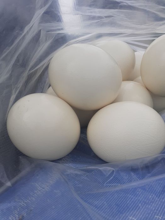 Ouă de struți golite și dezinfectate