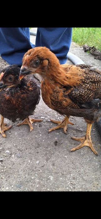 Продавам катунски кокошки, яйца и пилета на различна възраст