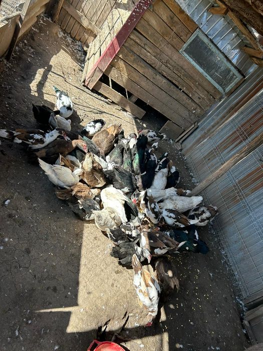 Vand rațe si rățoi