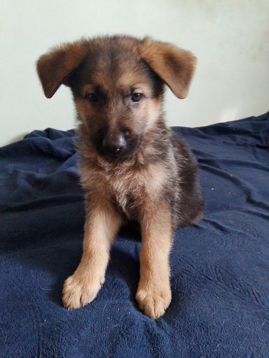 Продам щенков немецкой овчарки