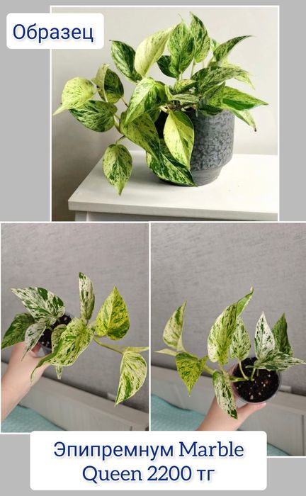 Эпипремнум комнатные цветы