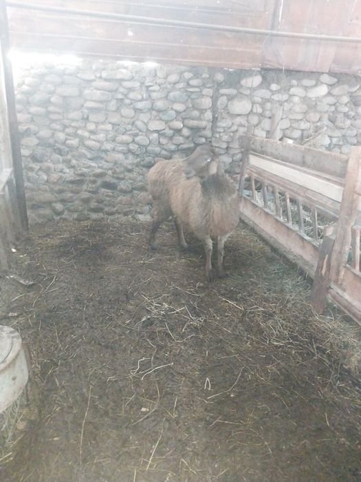 Семіз ісек қошқар сатылады