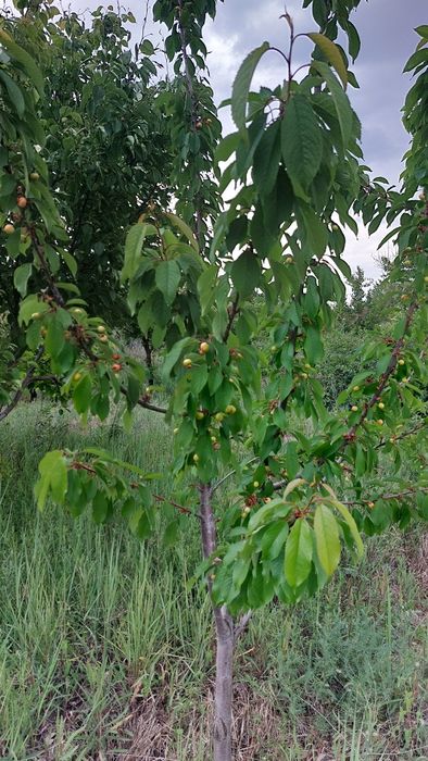 Продажа дачи на бугорках