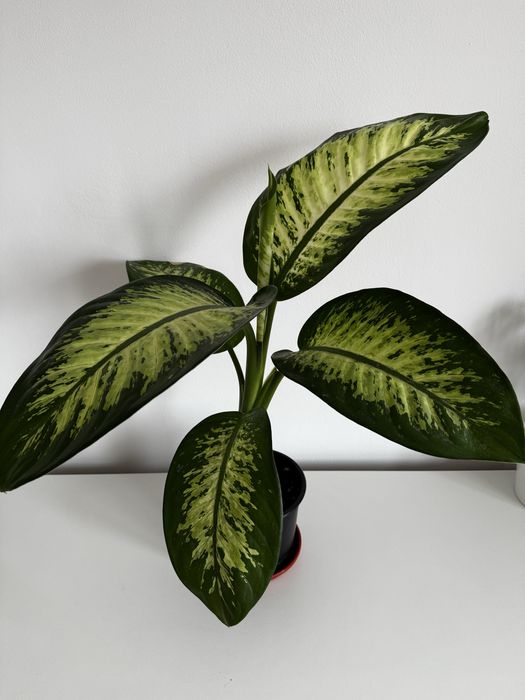 Dieffenbachia cu multe frunze