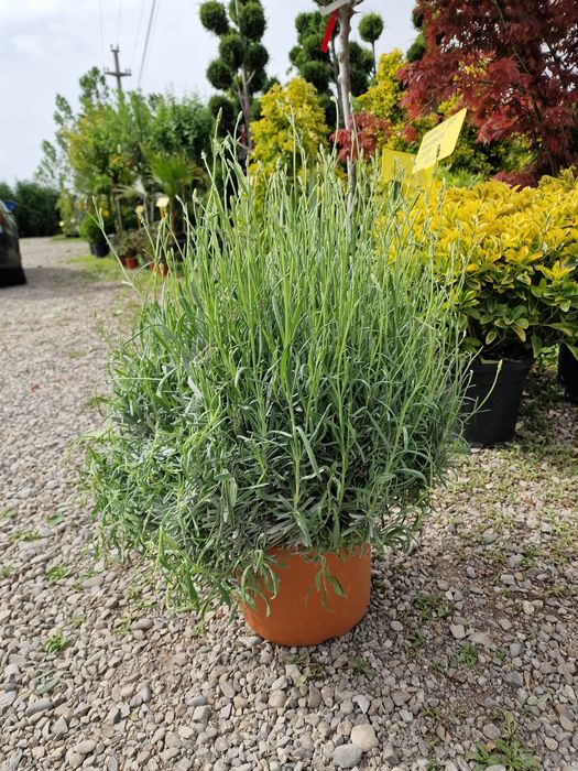 Vand lavanda angustifolia