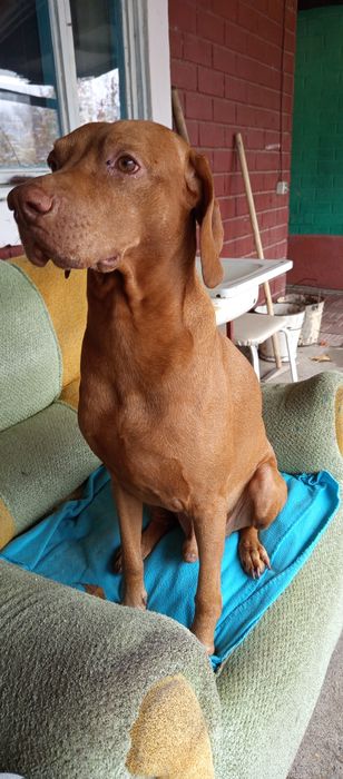 Вязка. Венгерская выжла