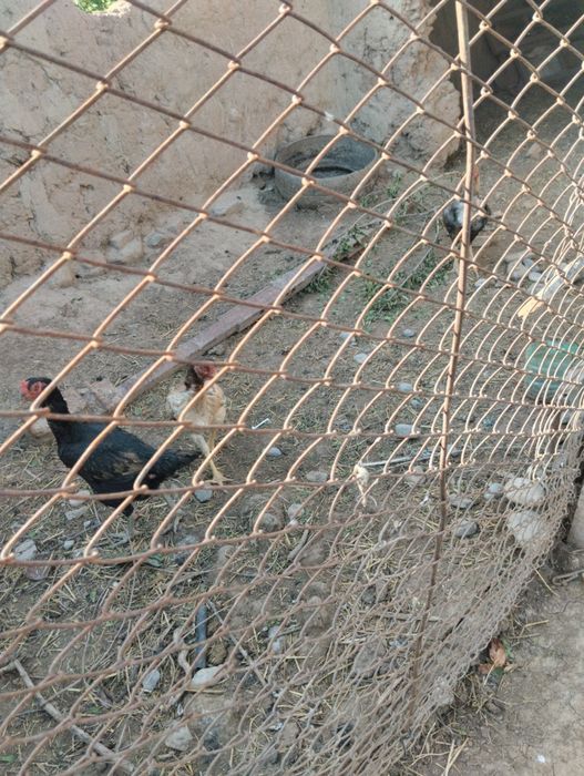 20mingdan kami yoʻq