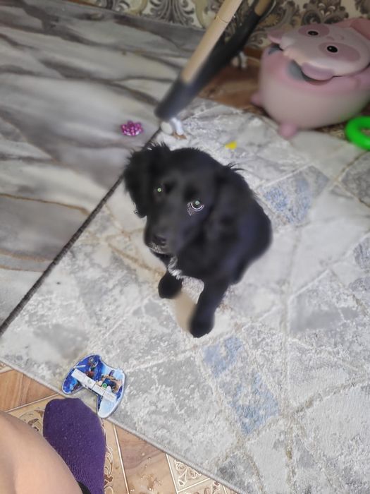 Отдам в добрые руки