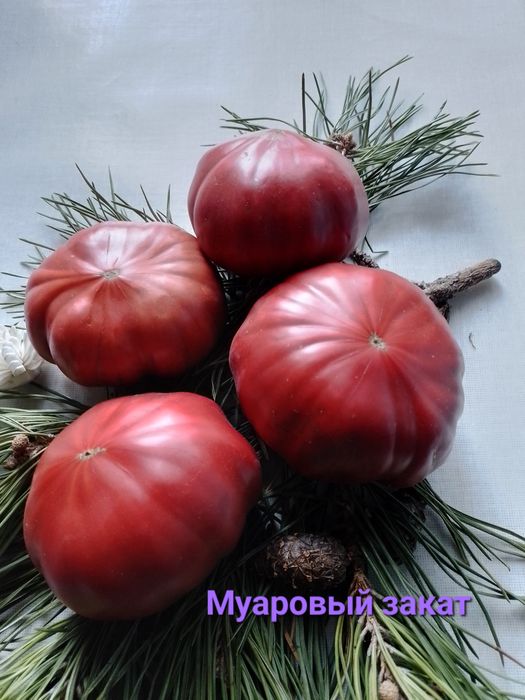 Продажа коллекционных томатов