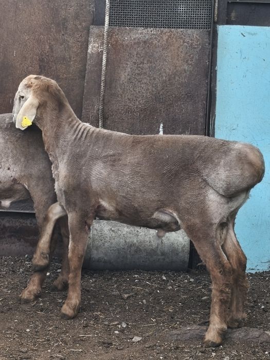 Продаютс Арашаны больше года