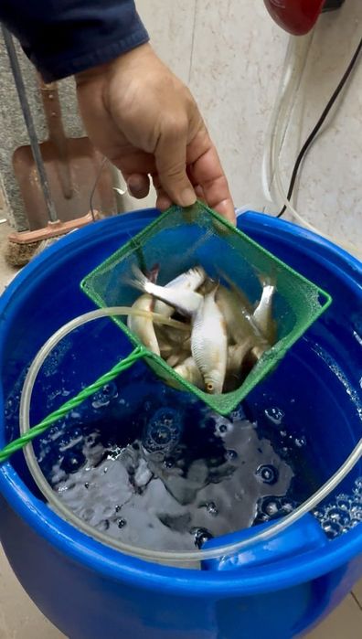 Продам живцов былые рыбы