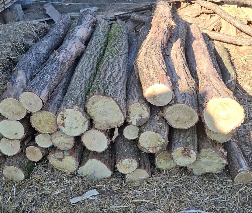 Vând stalpi /gard salcâm/castan