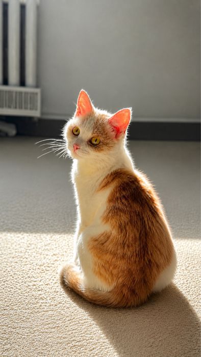 Кошка ЯНА . Стерилизована. 8 месяцев