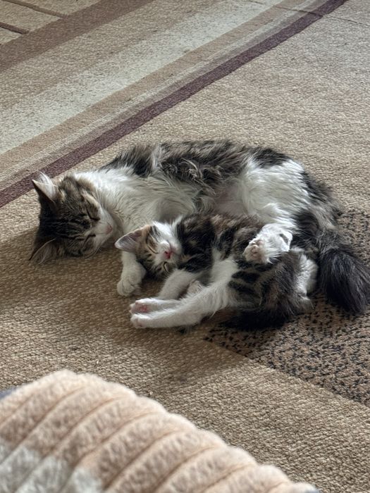 КОТЕНОК девочка трехцветная