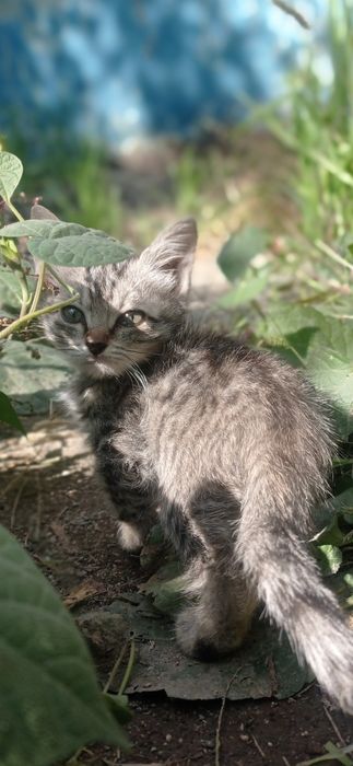 Отдам котят в ответственные руки