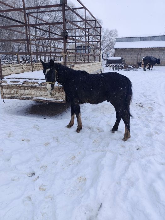 Еркек таи сатылады