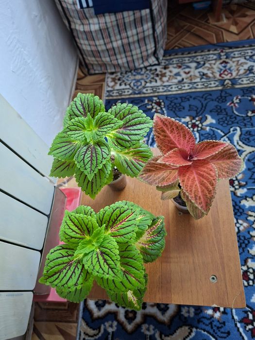 Колеусы красавицы