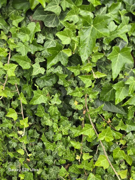 Butasi Iedera (Hedera Helix) cu radacina pentru gard viu, 20-50 cm