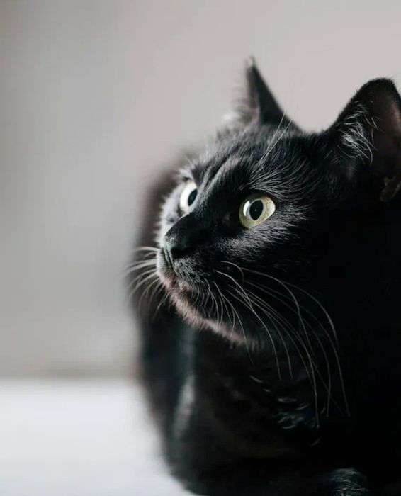 В дар котёнк 6 мес. Мальчик (Гоголя Муратбаева)