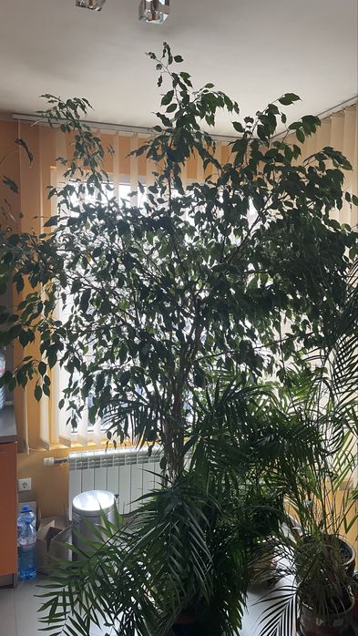 Бенжамин в много добро здраве!