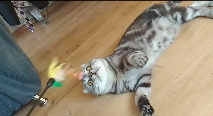 Отдам кота шотландский